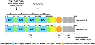 LRP5 and LRP6 in Wnt Signaling: Similarity and Divergence